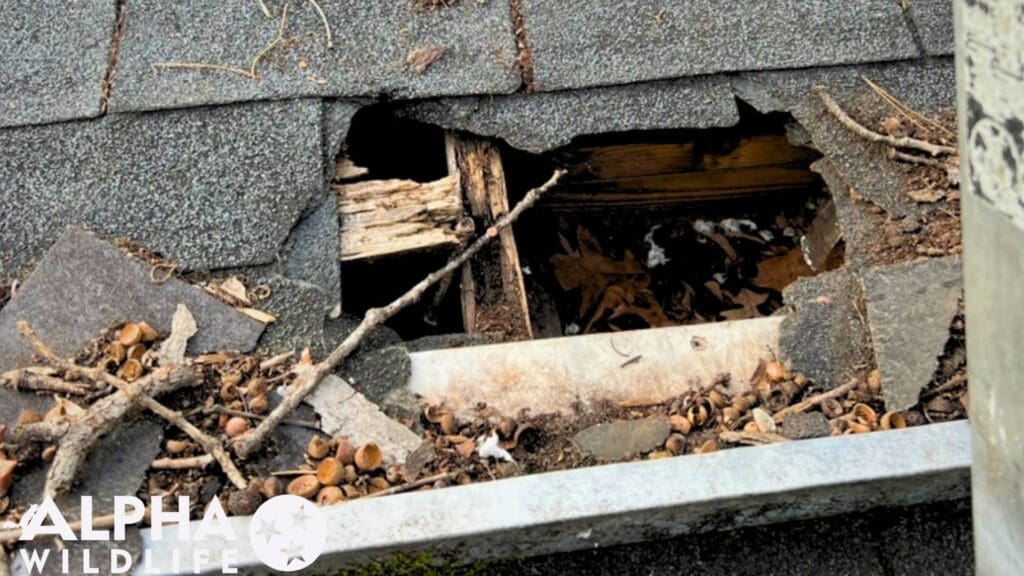raccoon damage to roof in Bartlett TN