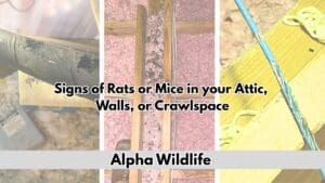 signs of rats or mice in your attic