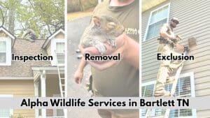 Wildlife removal services in Bartlett TN
