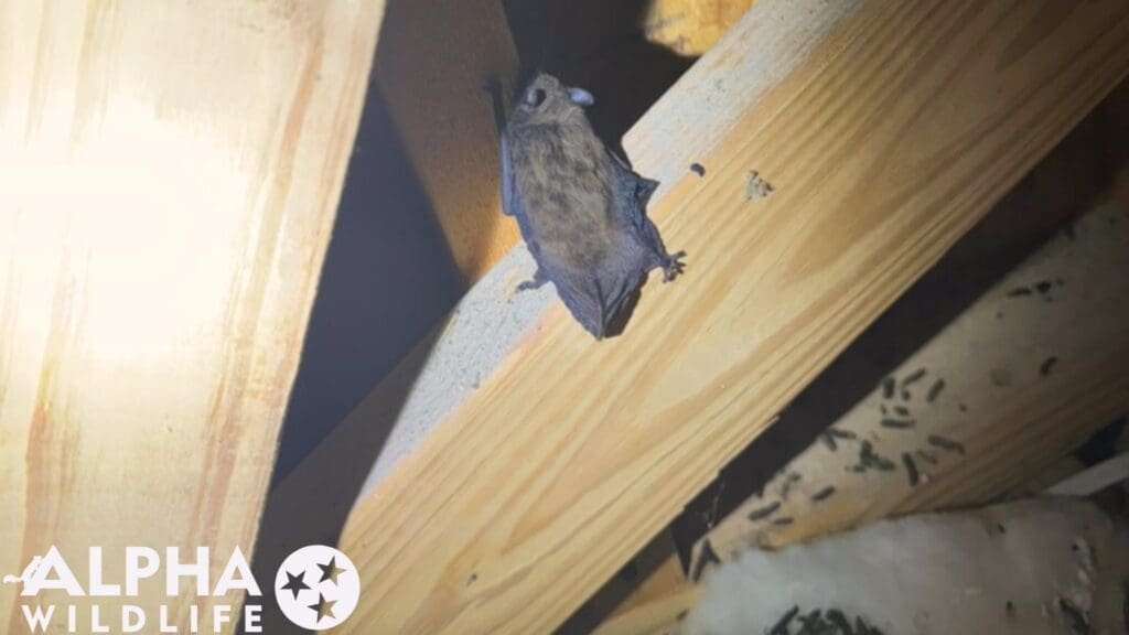 Bat removal from attic Bartlett TN