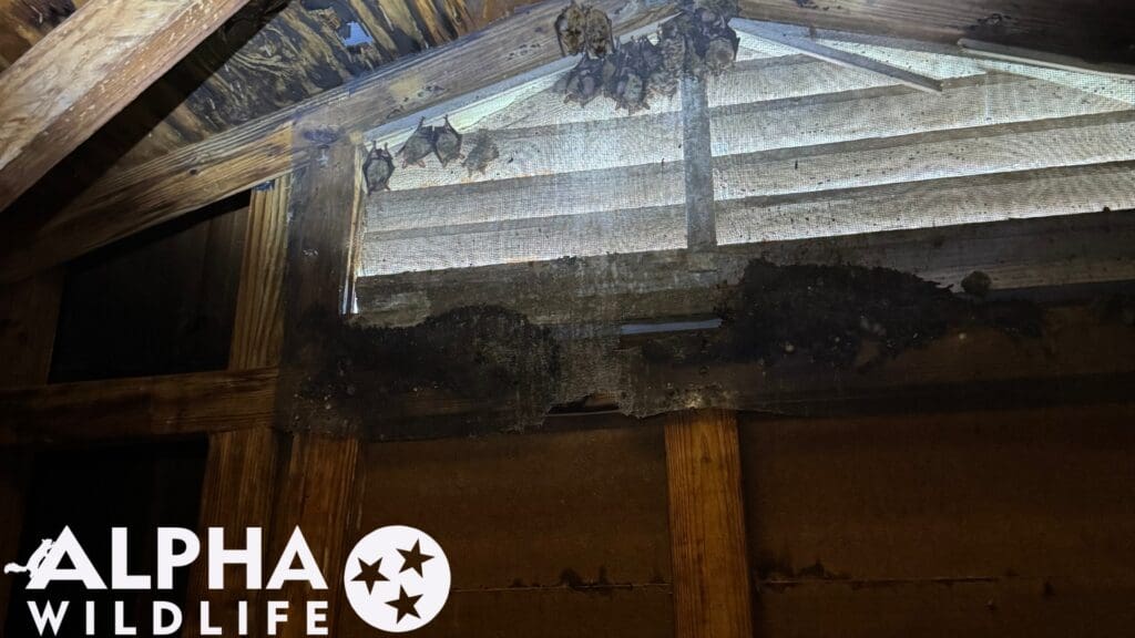 bats in gable vents Lexington SC