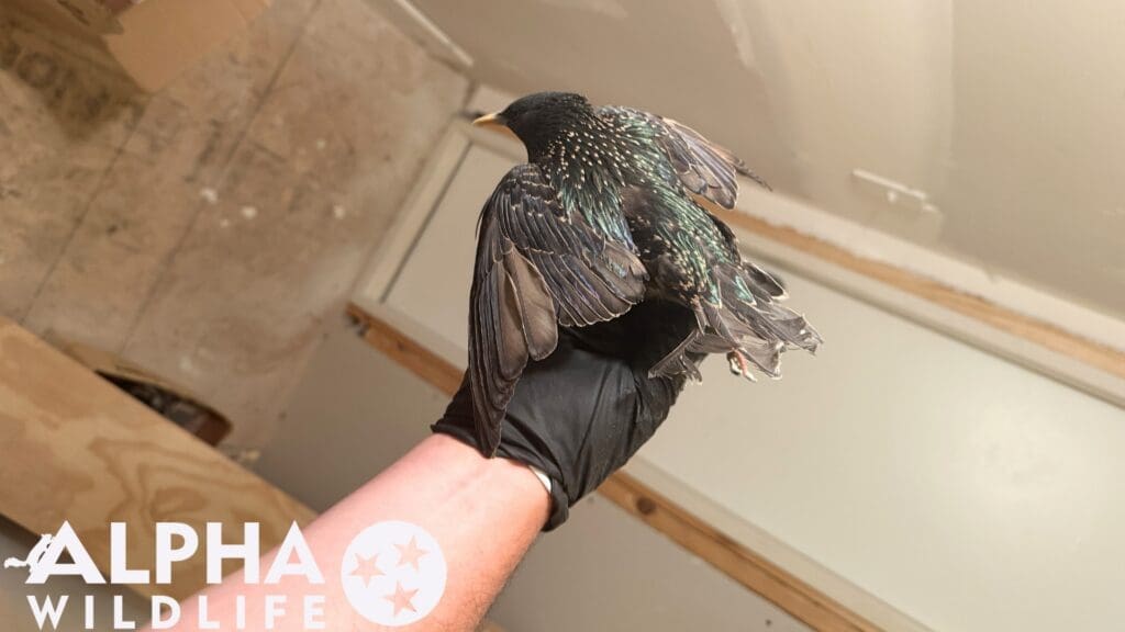 humane bird removal services