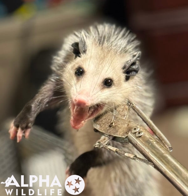 humane opossum removal Columbia SC