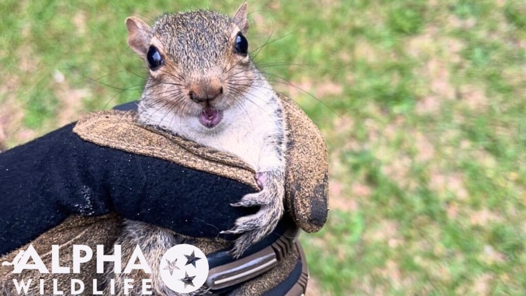 humane squirrel removal Murfreesboro TN
