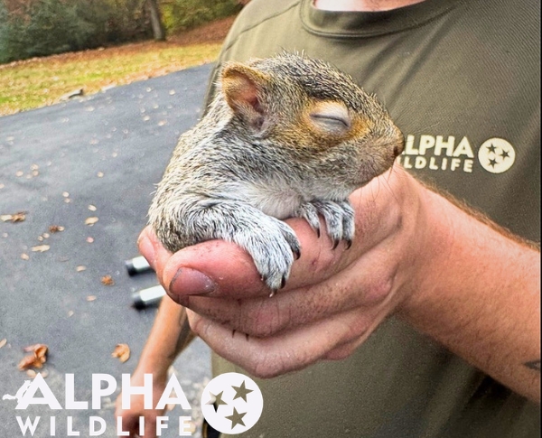 humane squirrel removal bowling green ky