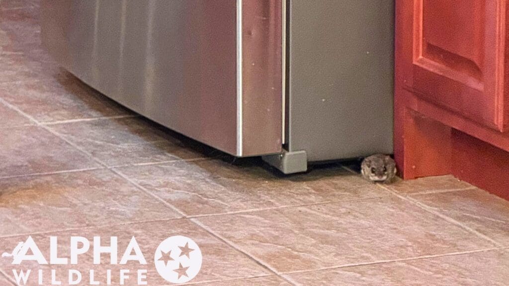 mouse in kitchen