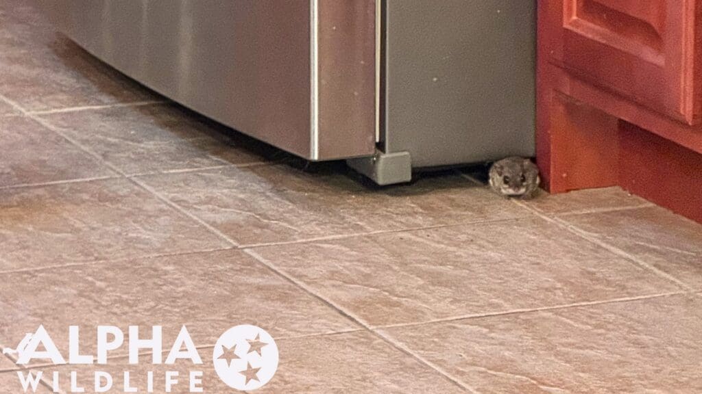 Mouse removal from kitchen Lexington SC
