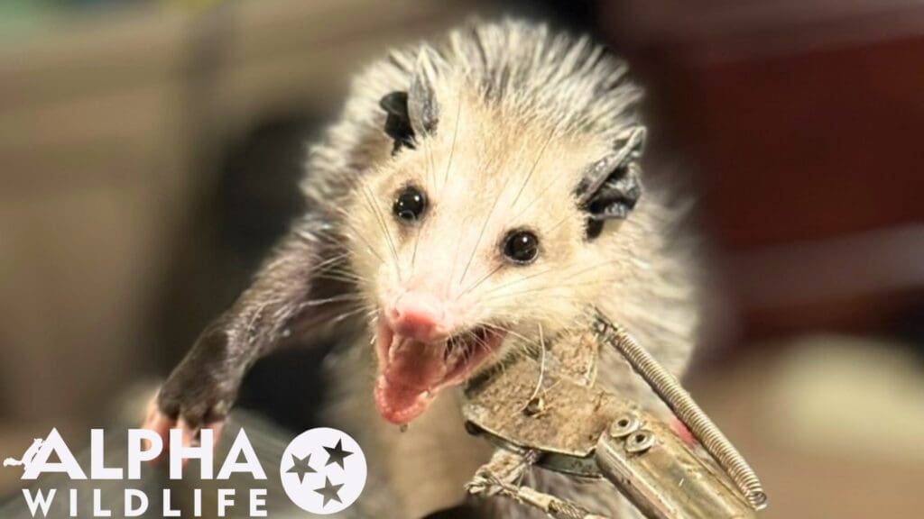 possum removal Murfreesboro TN