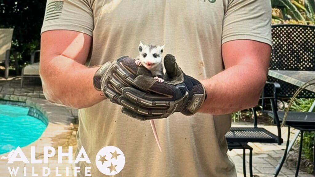 Possum removal Lexington SC