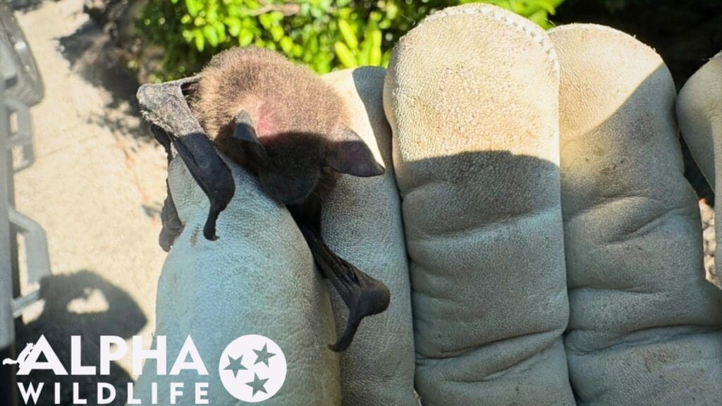 professional bat removal Murfreesboro TN