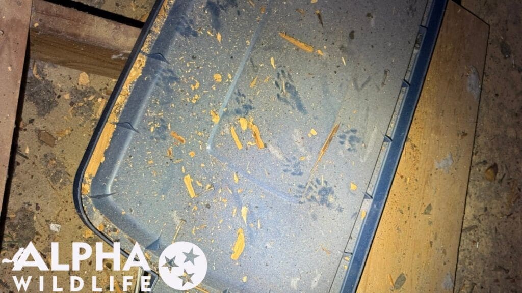 raccoon paw prints in attic