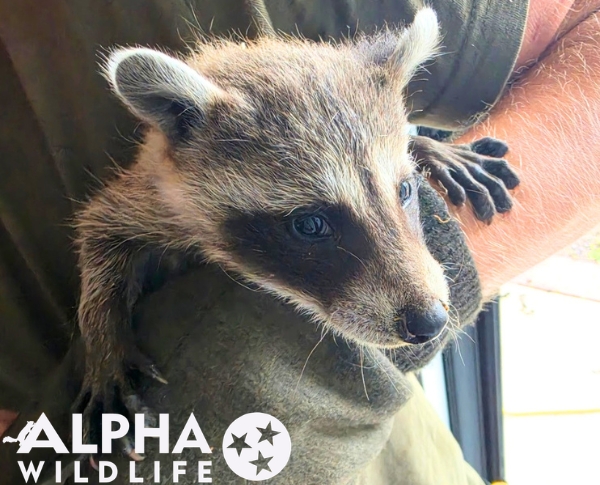 raccoon pest control Bowling Green KY