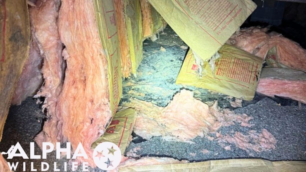 rat damage crawlspace