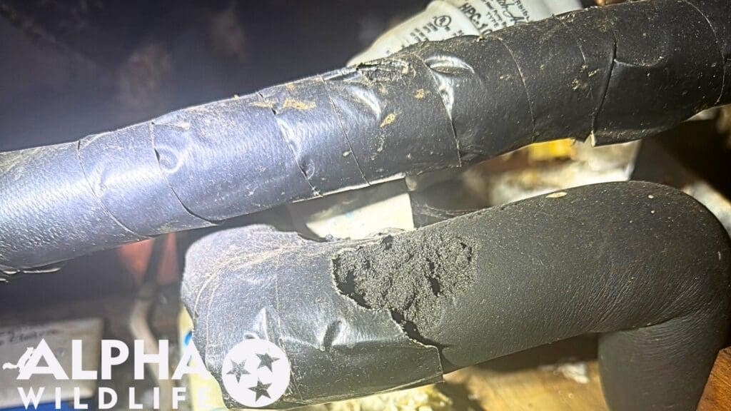 rat damage to pipes in attic