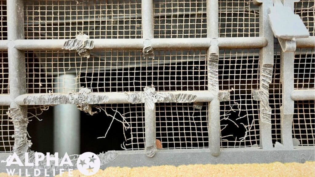 Rat damage to vent in Bartlett TN