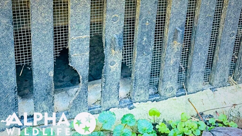 rodent damage crawlspace vent