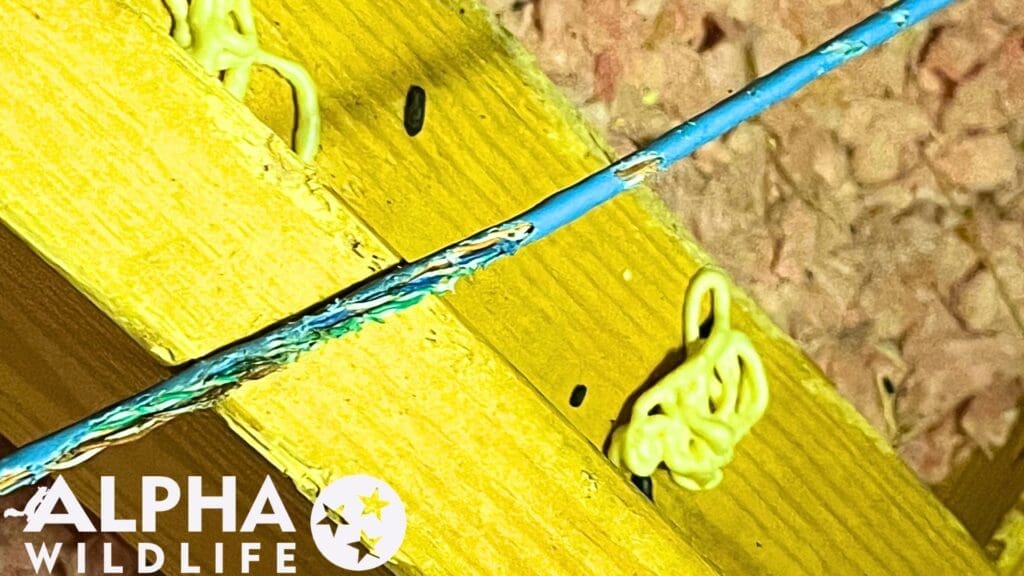 rodent damage electrical wires in attic