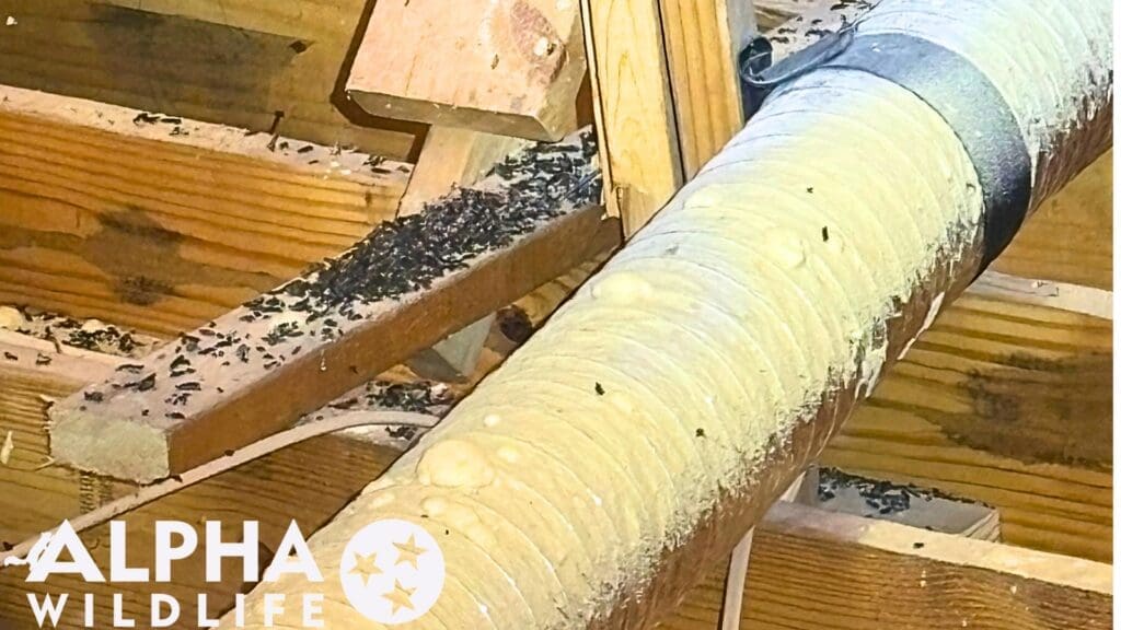 rodent droppings in attic