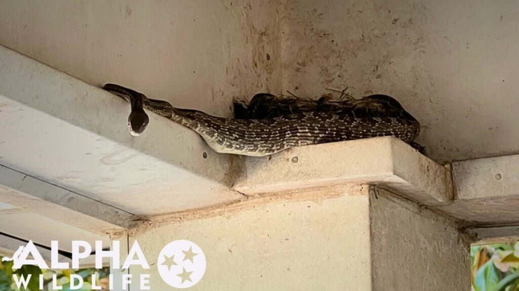 snake removal from front porch