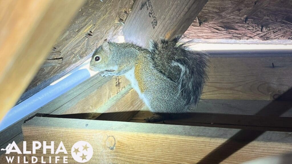 Squirrel in attic Bartlett TN