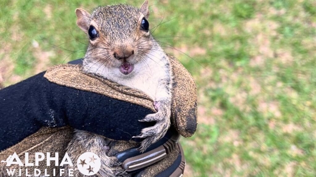 Squirrel removal Bartlett TN