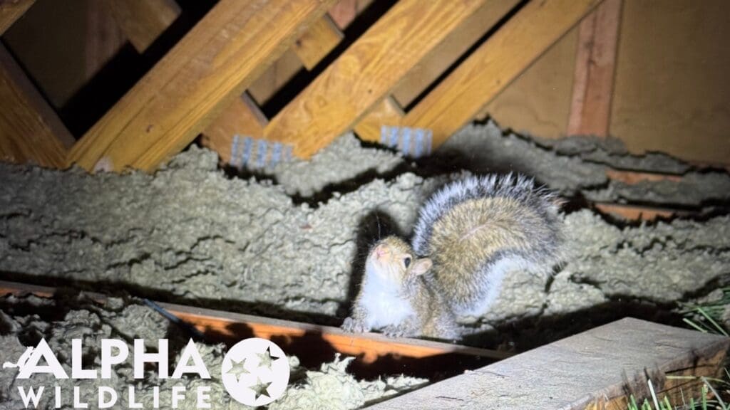 squirrel removal from attic