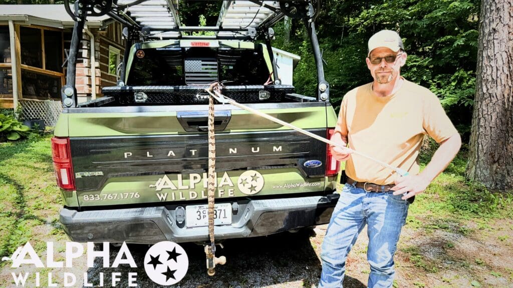 Alpha-Wildlife-Technician-performing-snake-removal