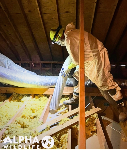 Bat guano clean up and contaminated insulation replacement