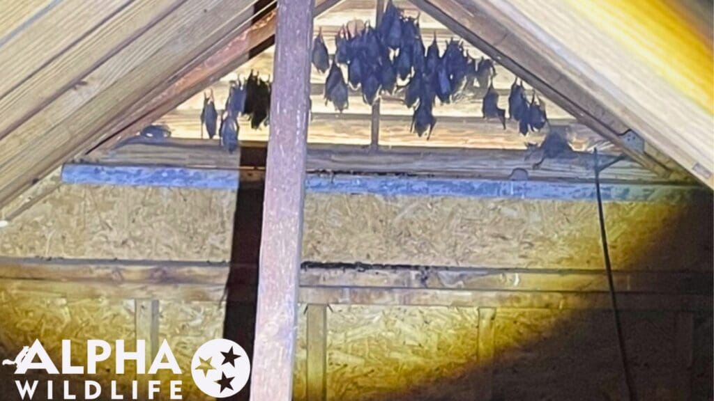 bat colony removal from Nashville attic
