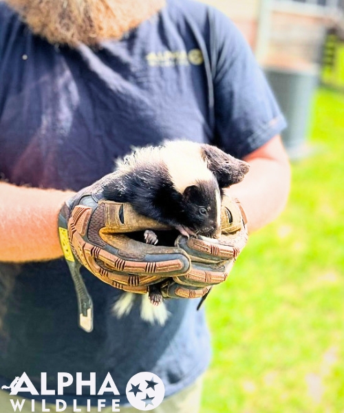 humane skunk removal in Memphis TN
