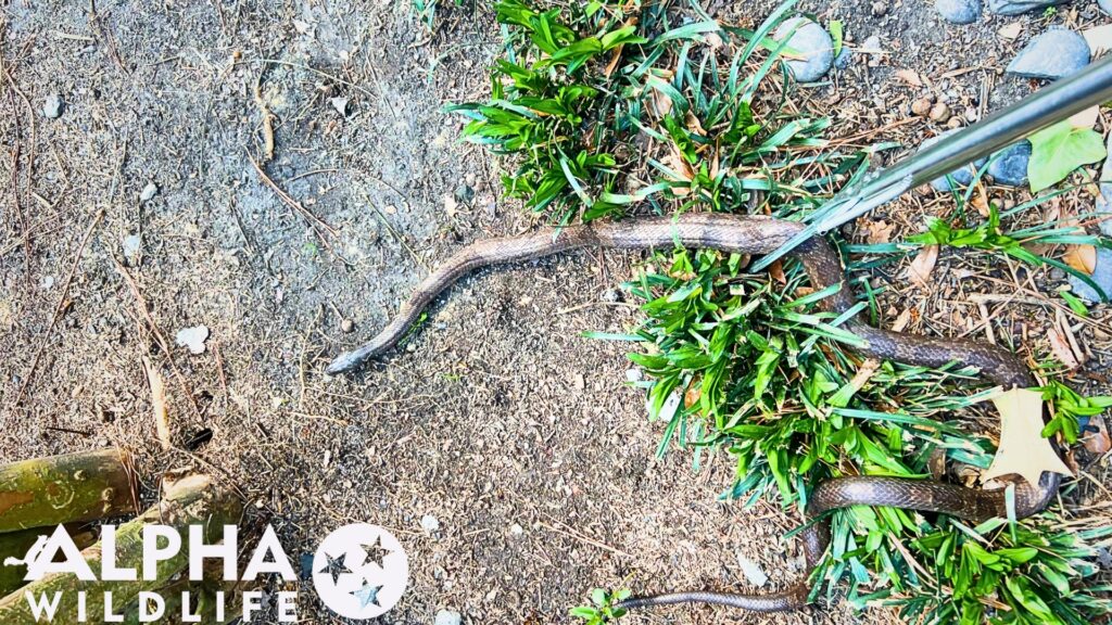 humane snake removal