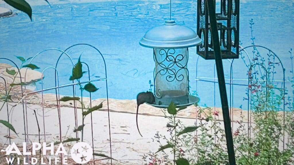 rat on bird feeder