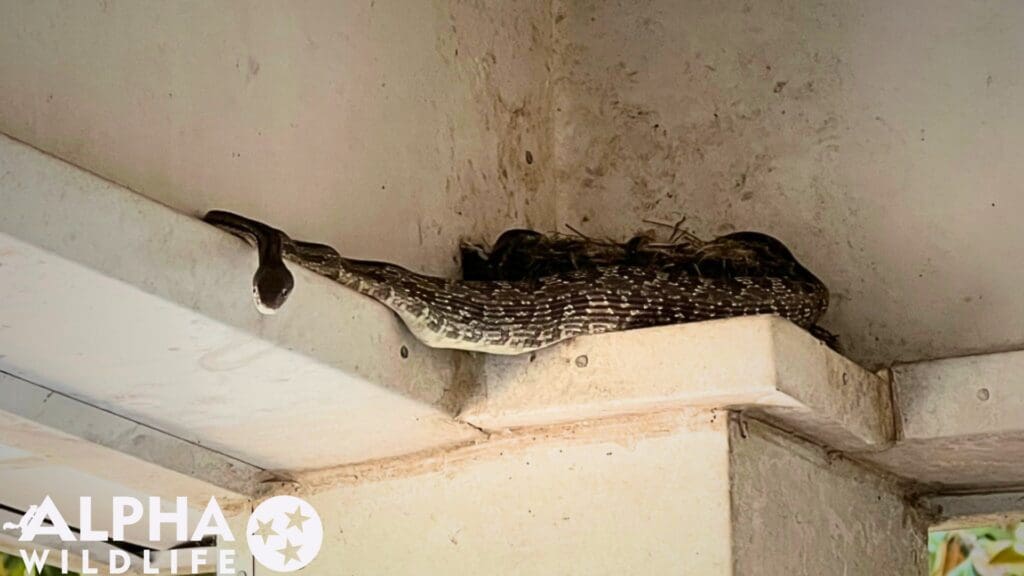snake on front porch