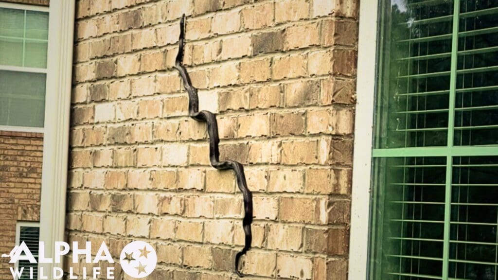 snake on wall of home