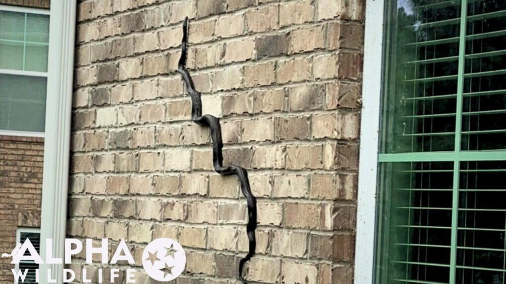 snake on wall of home