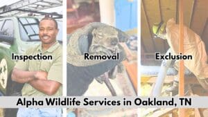 Alpha Wildlife Services in Oakland TN