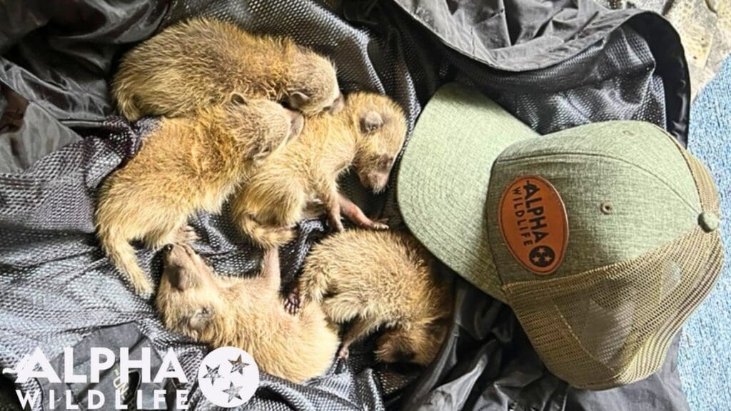Humane raccoon removal in Nashville TN