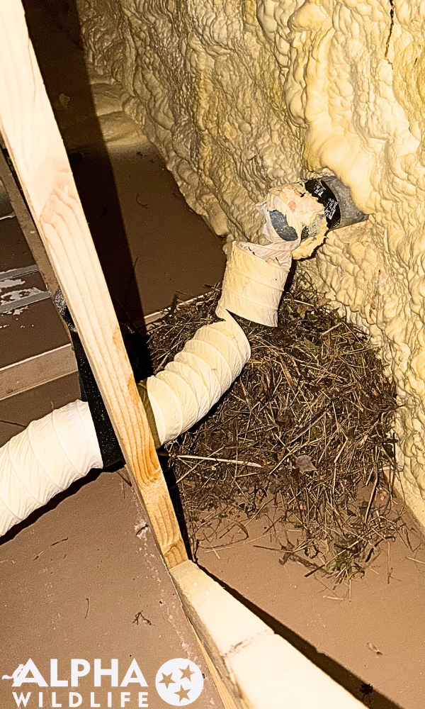 bird nest damage to home Columbia SC