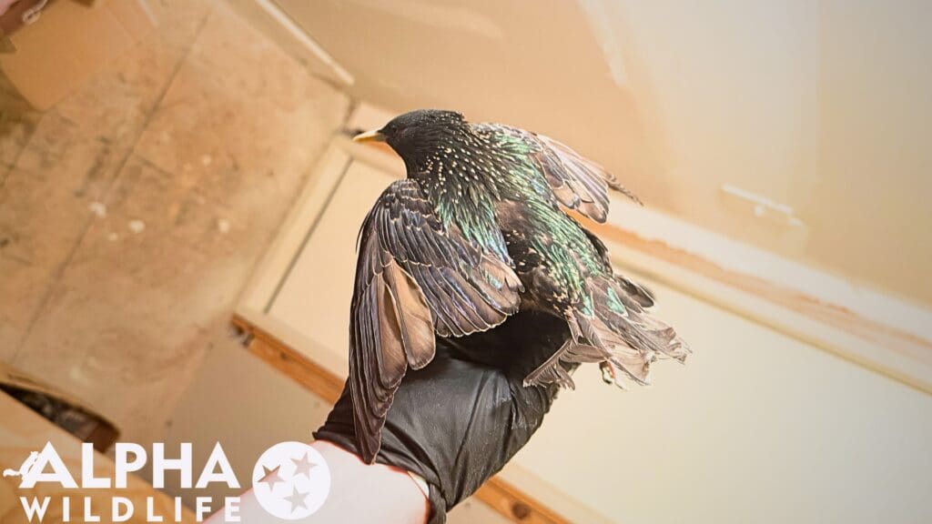 humane bird removal from home