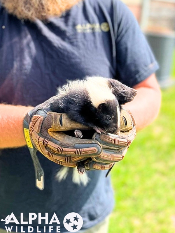 humane skunk removal Nashville TN