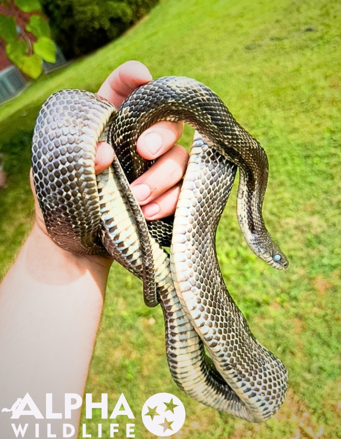 humane snake removal Louisville KY