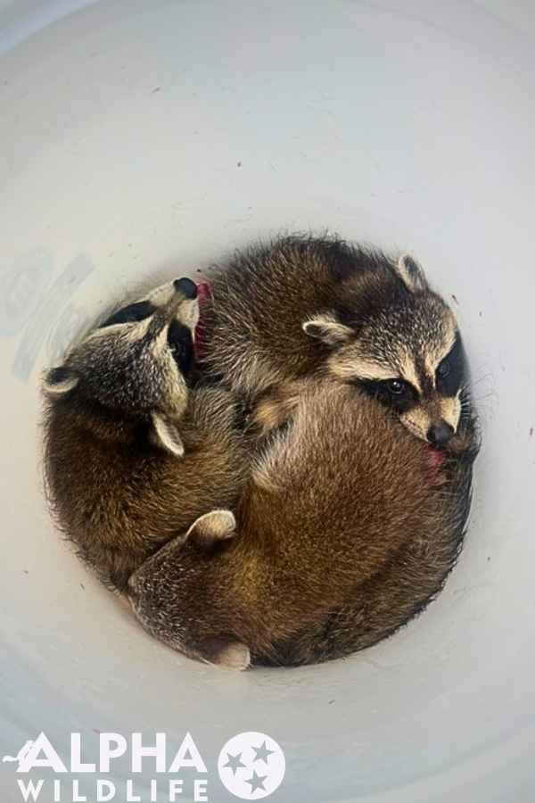 raccoon removal from Nashville home