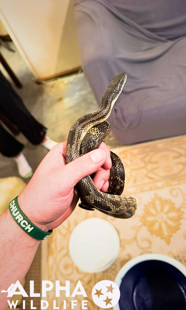 snake trapping Louisville KY