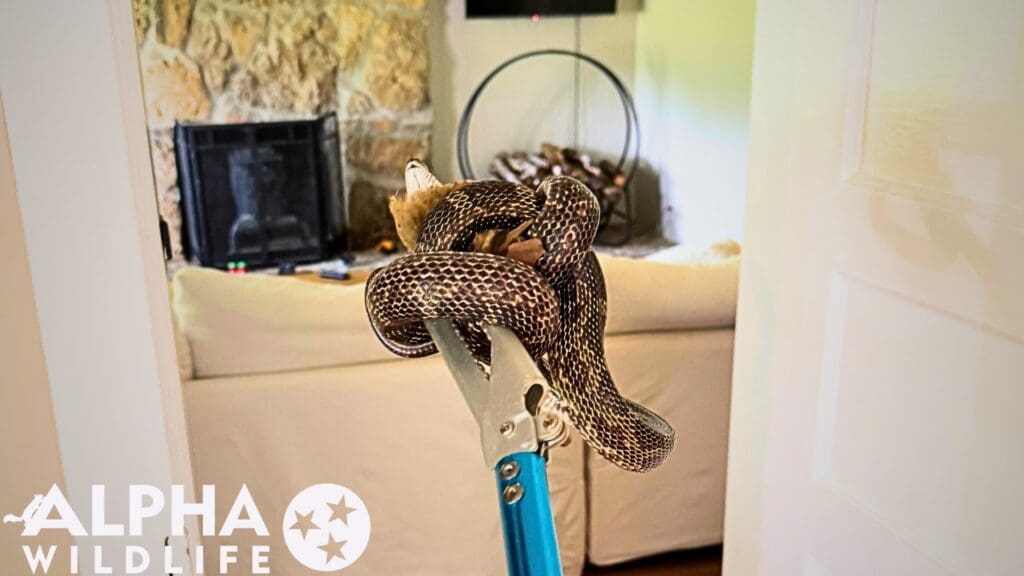snake removal from Louisville KY home