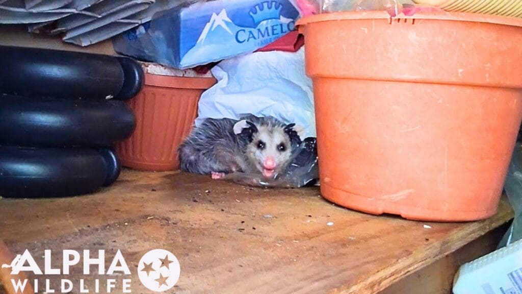 Possum Removal From Shed In Nashville TN