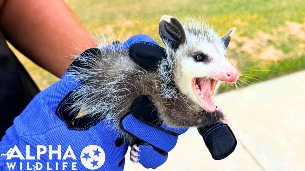 Professional Opossum Removal Nashville TN