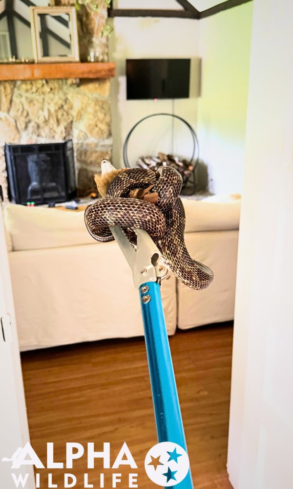 Professional snake control Brentwood TN