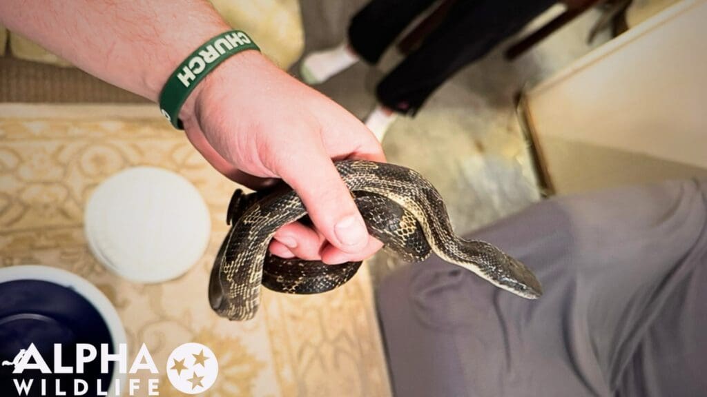 Snake removal from home Franklin TN