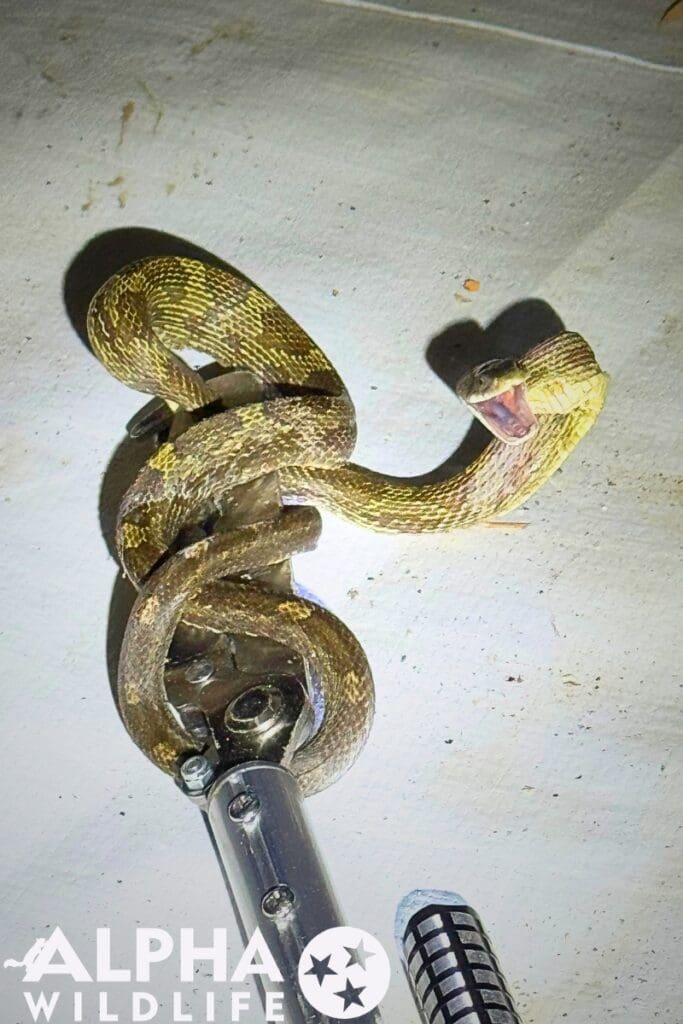 Snake trapping in Nashville TN
