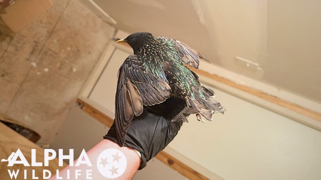 Humane bird removal Chattanooga TN